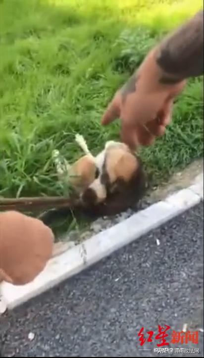 沈阳流浪狗抓狗,沈阳有人抓流浪狗