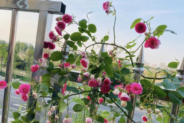 爬藤月季怎么牵引花墙才能开爆花,爬藤月季红色龙沙宝石花墙效果