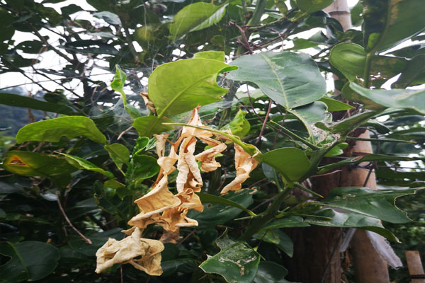 柚子树难管理吗,柚子不结果怎么管理