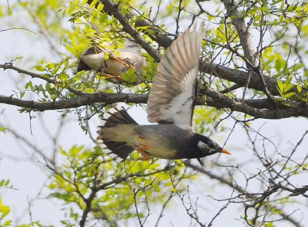 九天诗词2020春天诗词集雅第六集