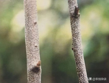 苹果干腐病怎样治疗,苹果干腐病怎么治疗