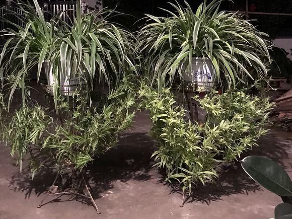 盆栽吊兰怎么打理,吊兰绿植盆栽怎么养能长藤