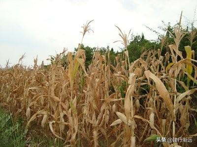 邻居种树影响我的地种庄稼怎么办,隔壁种树影响旁边耕地怎么办