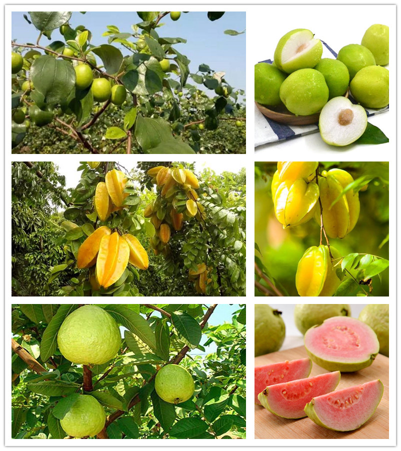 从化挖笋的地方,从化旅游攻略夏日旅行