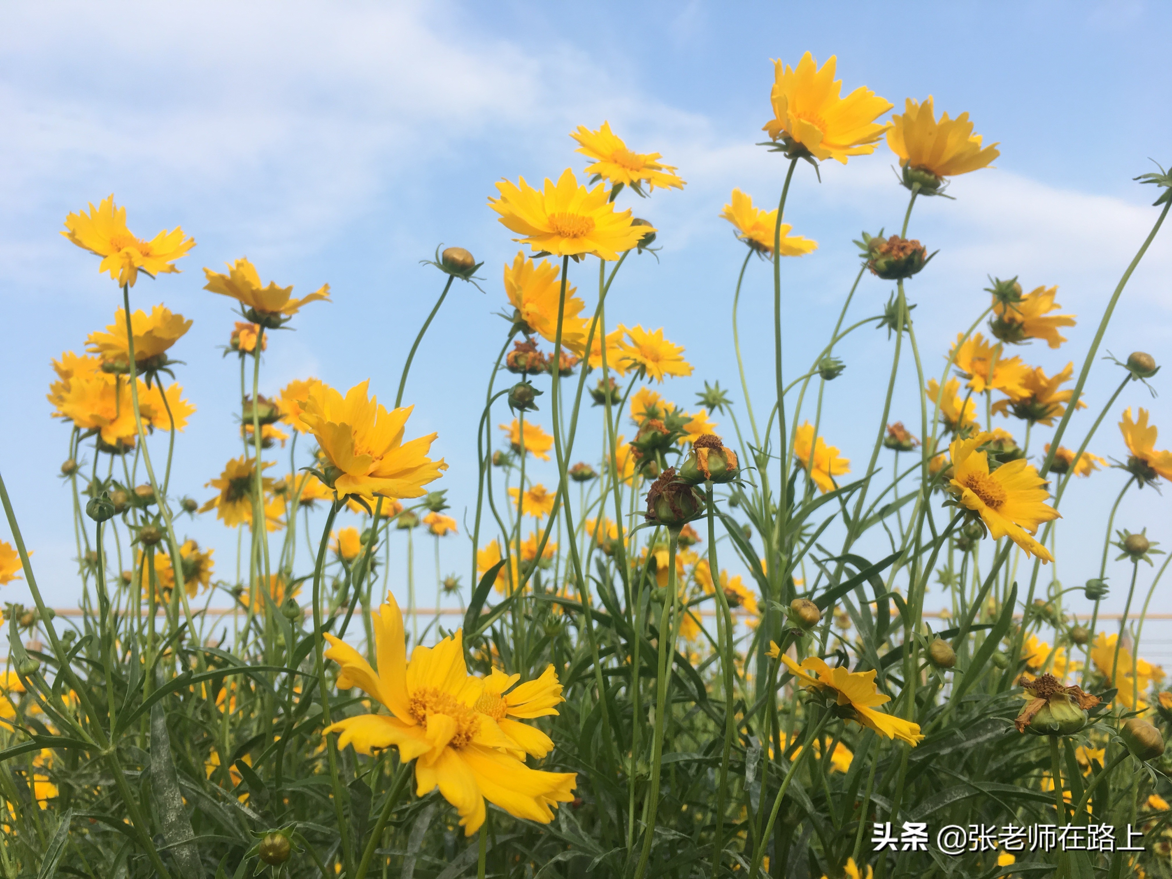 带老妈去天津,带老妈去游玩的视频