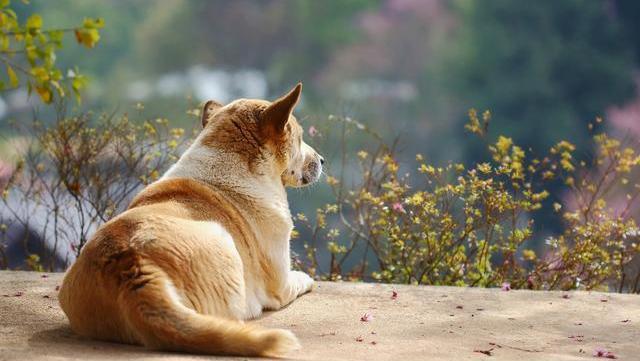 幼犬狗狗刚来胆小害怕怎么办,狗狗胆小怎么办见人就躲