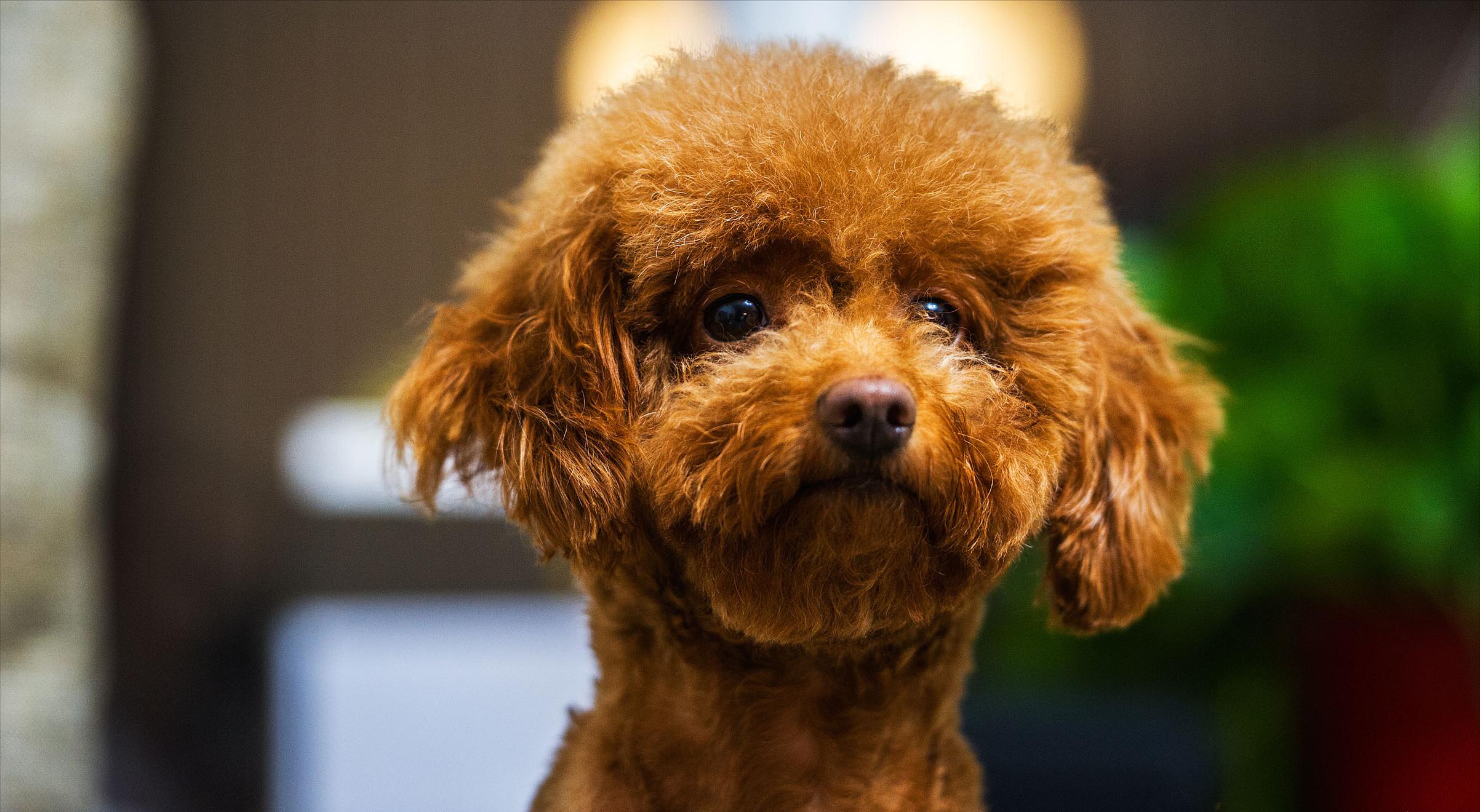 泰迪被当爷爷给宠坏了,把泰迪宠坏了