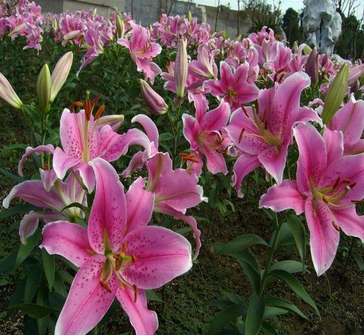 百合败了叶子全掉了怎么重新开花,百合球开完花怎么处理