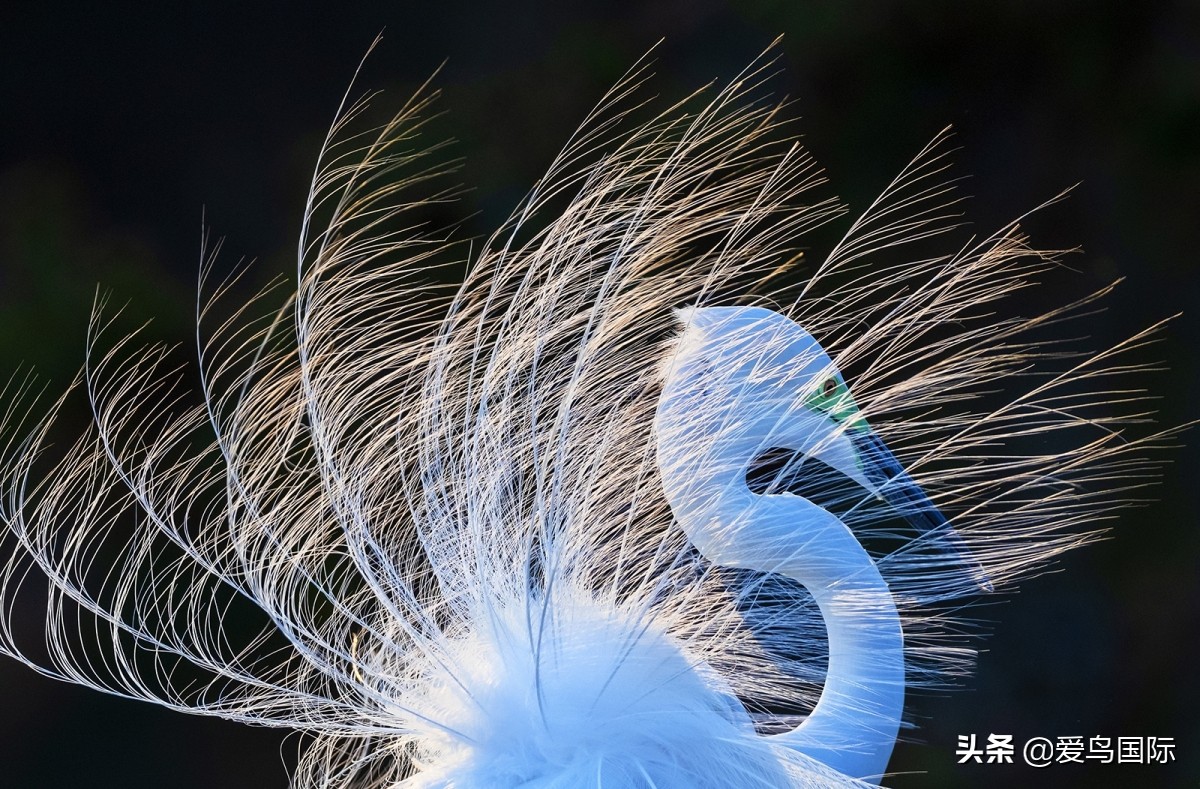 观鸟大年,观鸟大年免费