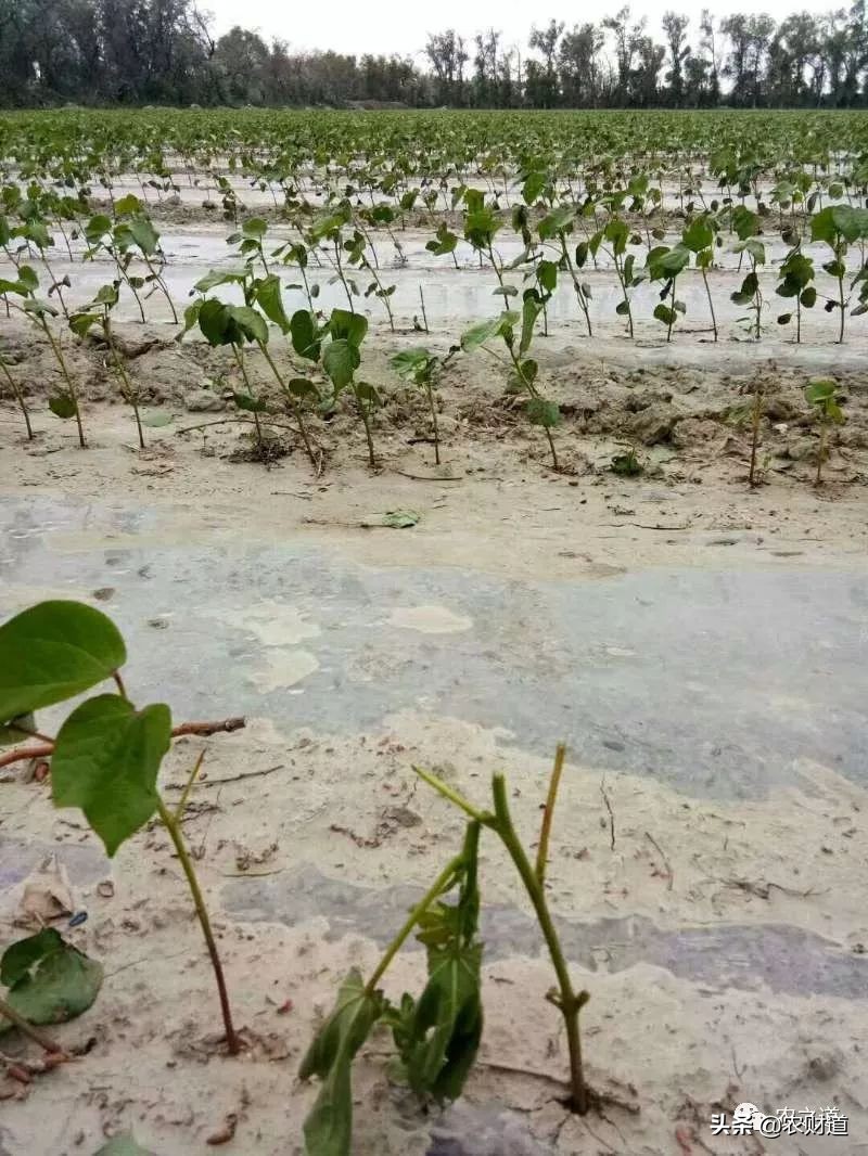 棉花棉苗立枯病,棉花苗期打什么药棉苗长得快