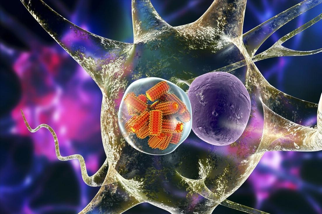 狗狗染狂犬病毒后有什么症状,泰迪狗狗得狂犬病的症状