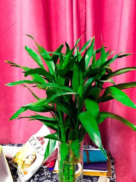 家里三种最旺财的花卉,家里招财旺宅的花