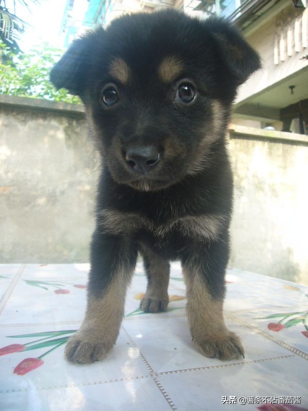 犬文化,犬类科普知识大全