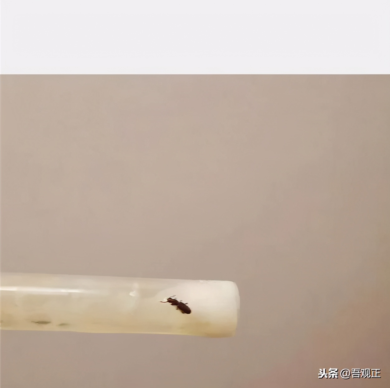 荷兰诺优能奶粉靠谱吗,买进口原装奶粉风险有哪些