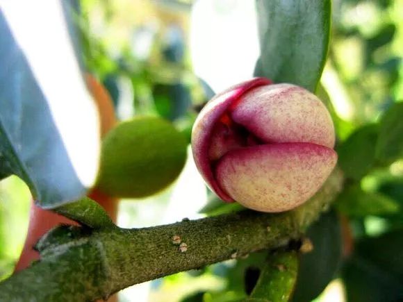 4种花超级好养,4种花超好养的