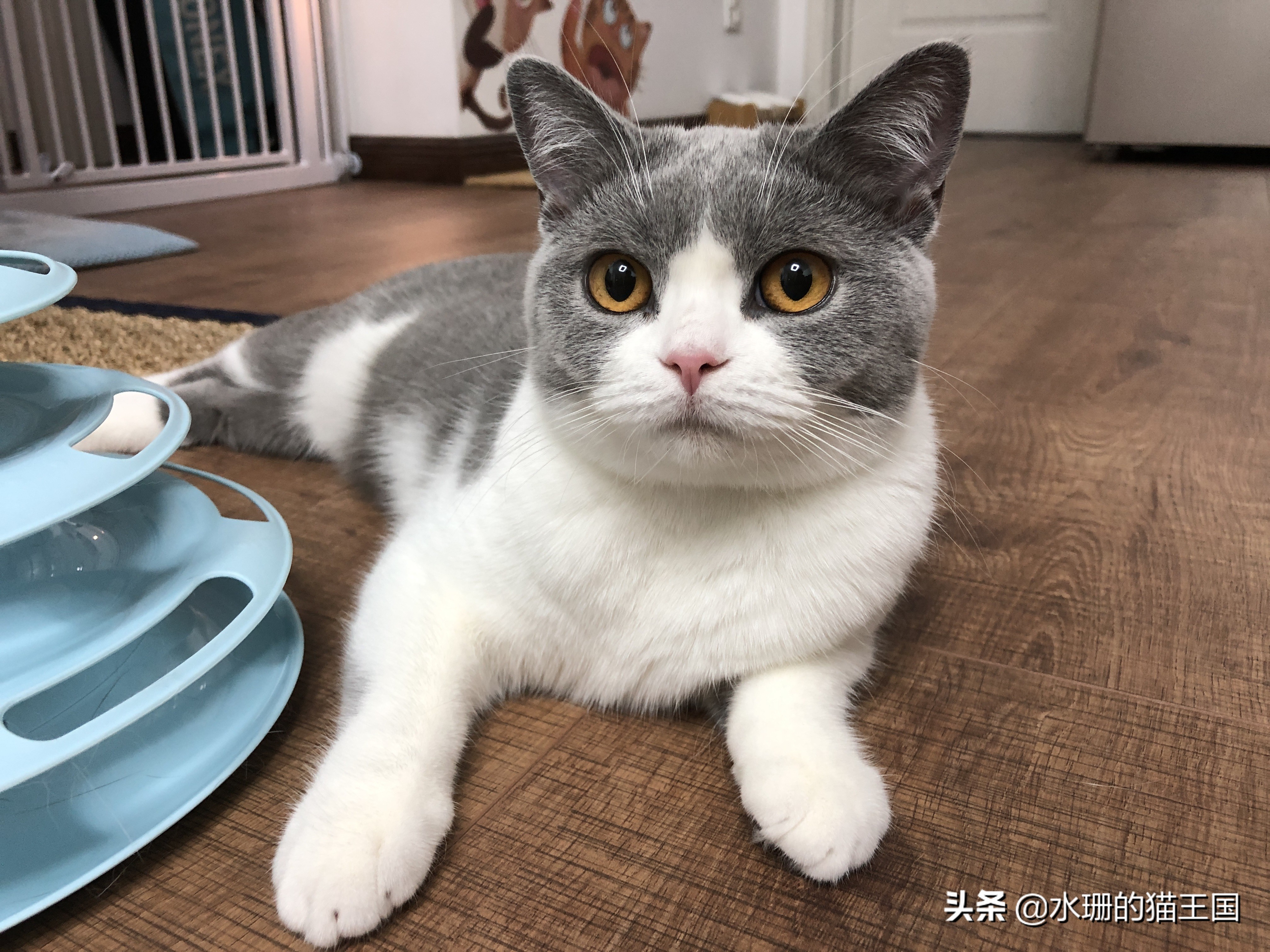 猫咪黑下巴结痂清理,猫咪黑下巴清洁视频