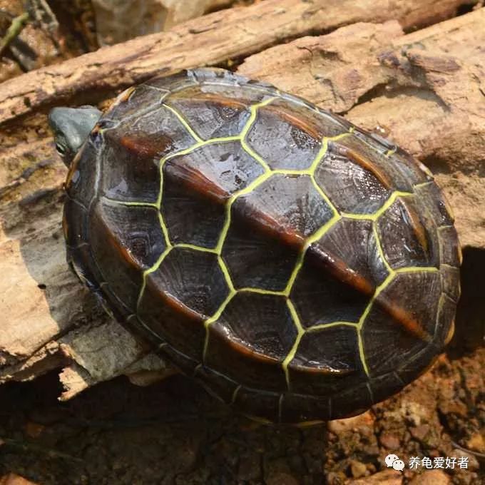 龟背上出现小虫子怎么办,龟背上有苔藓怎么除掉