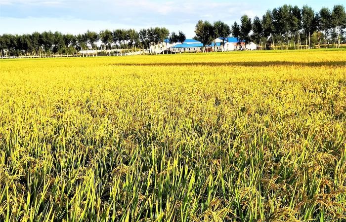 内蒙古乡村产业振兴典型案例,内蒙古草原乡村振兴示范