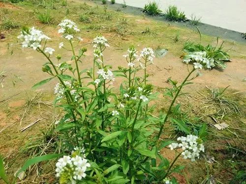 那些常见却叫不上名字的野花野草,常见的野花野草却是农家之宝