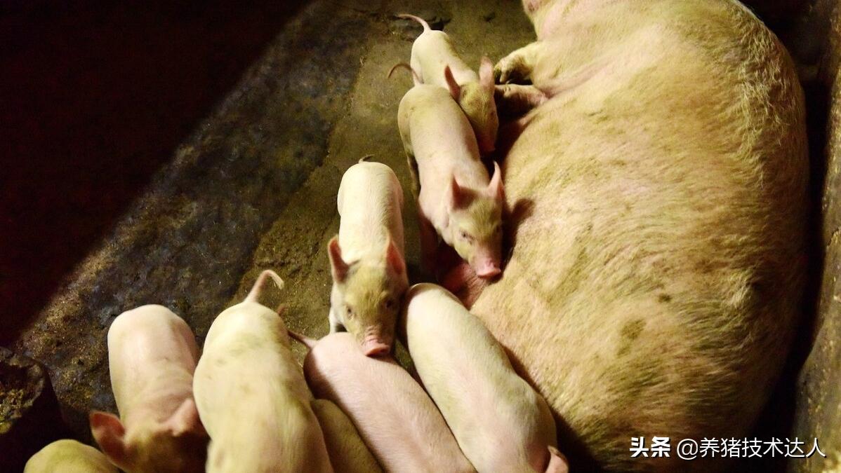 母猪产仔率低养猪人应该如何解决,母猪受孕数低怎么办