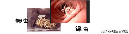 学习!狗狗的驱虫药,如何选择?