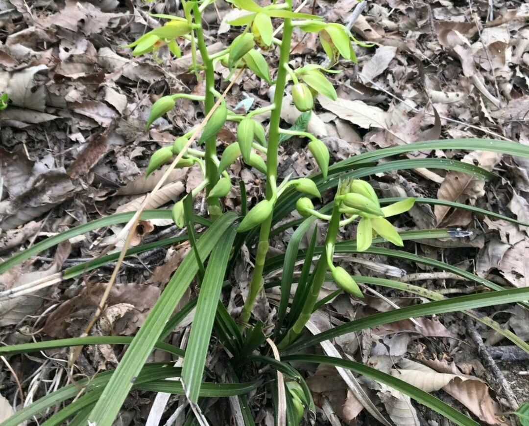 兰花缺水基本干死完了还能救活吗,兰花3个星期没浇水会不会干死
