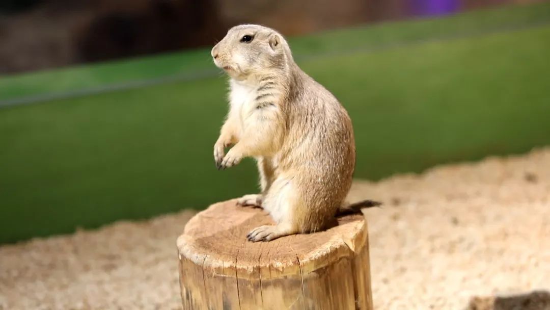 亲子必打卡动物园,动物园观赏园萌宠乐园等你打卡