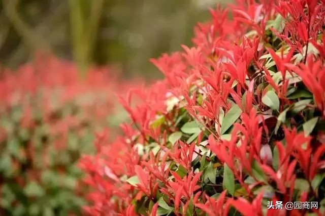 色块苗报价,小色块苗的种植前景