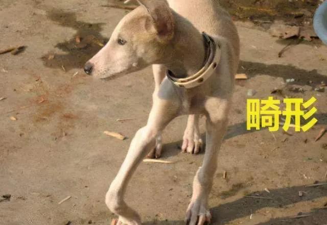 狗狗缺钙有什么好办法见效快,狗狗缺钙有什么影响