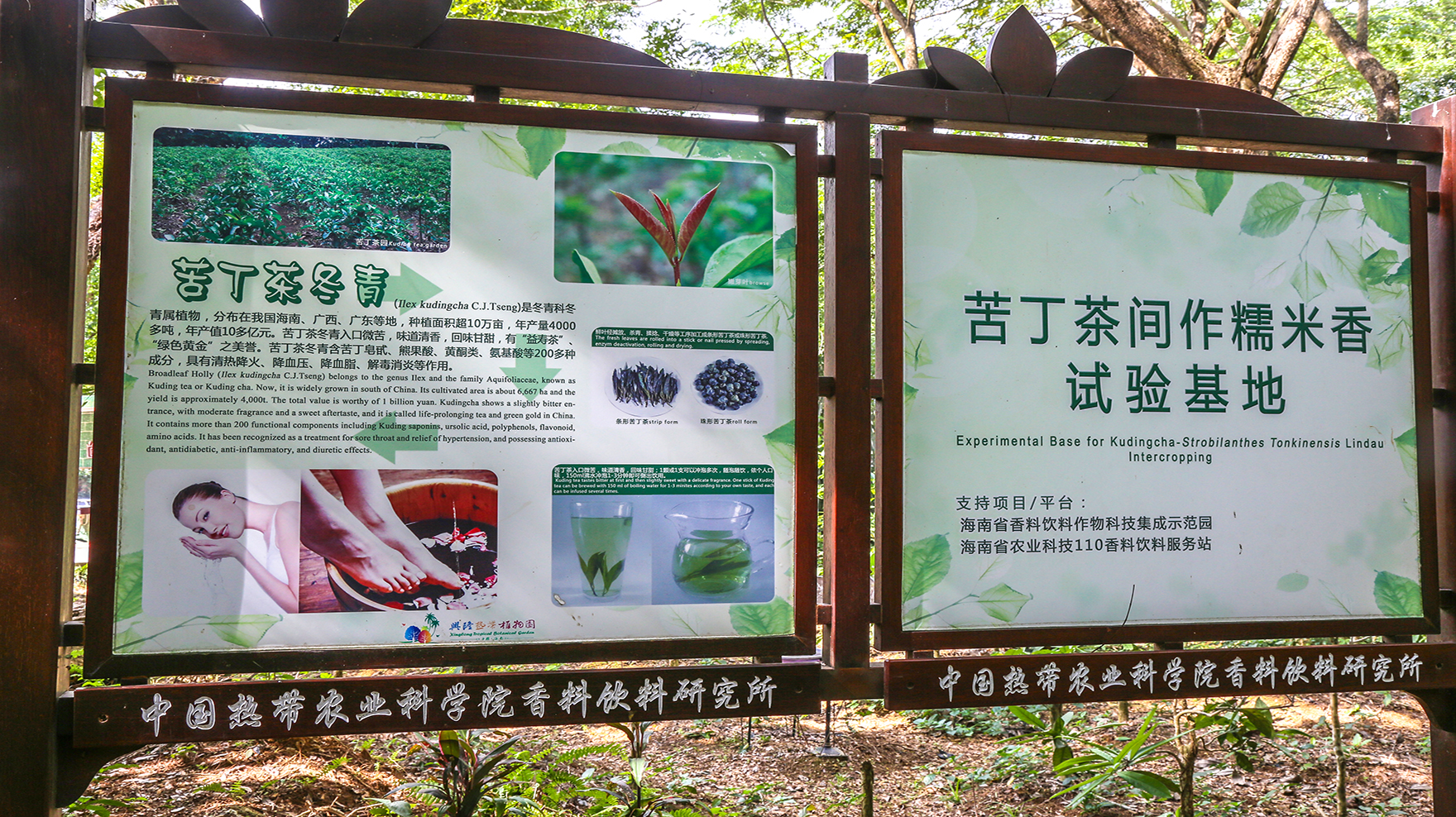 兴隆热带植物园里，到底藏了多少秘密