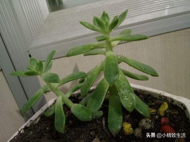 黄丽多肉为什么不黄,多肉黄丽为什么一夜掉光叶子