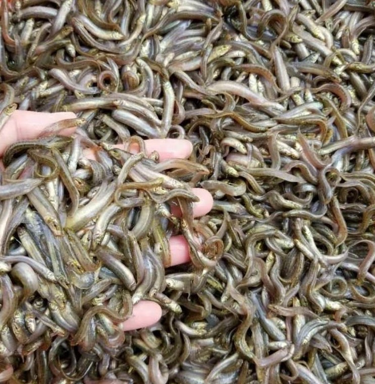 泥鳅繁育养殖技术培训,泥鳅苗种植条件