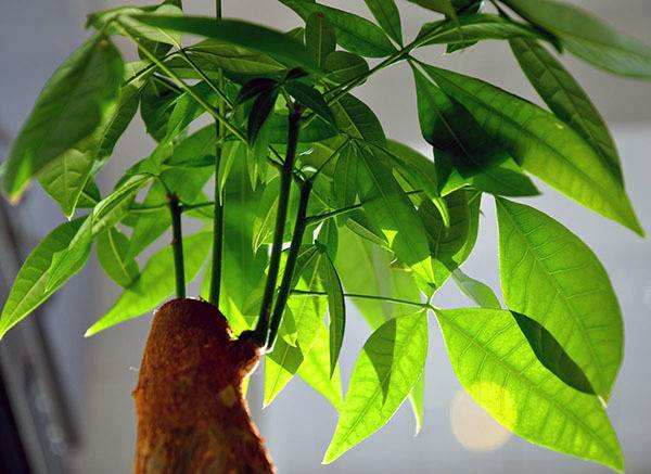 发财树叶子怎么养才能爆盆,发财树叶片怎么养