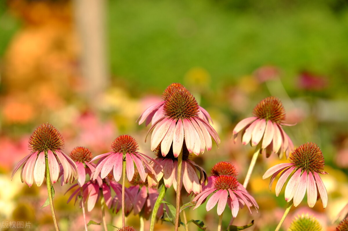 重阳节赏菊花的介绍,赏菊打卡好去处