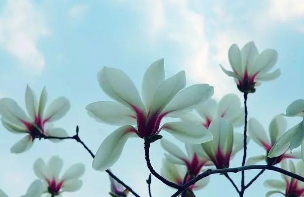 木兰花冬季养护,木兰花平时养护