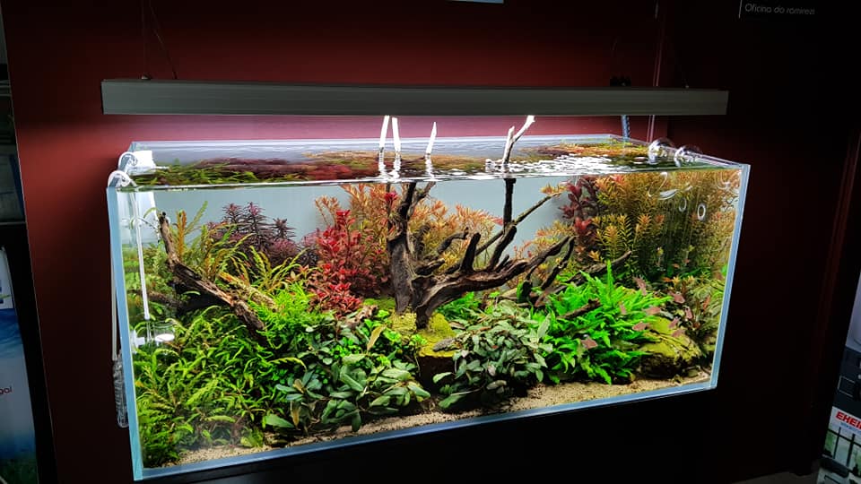 鱼缸加黄粉还能建立硝化系统吗,鱼缸快速建立硝化菌