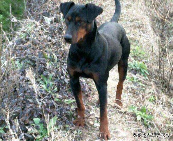 中国唯一被承认的猎犬,中国常见的猎犬