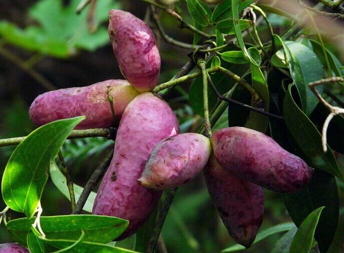 在农村种这三类野菜不愁销路,农村这3种不起眼的野草