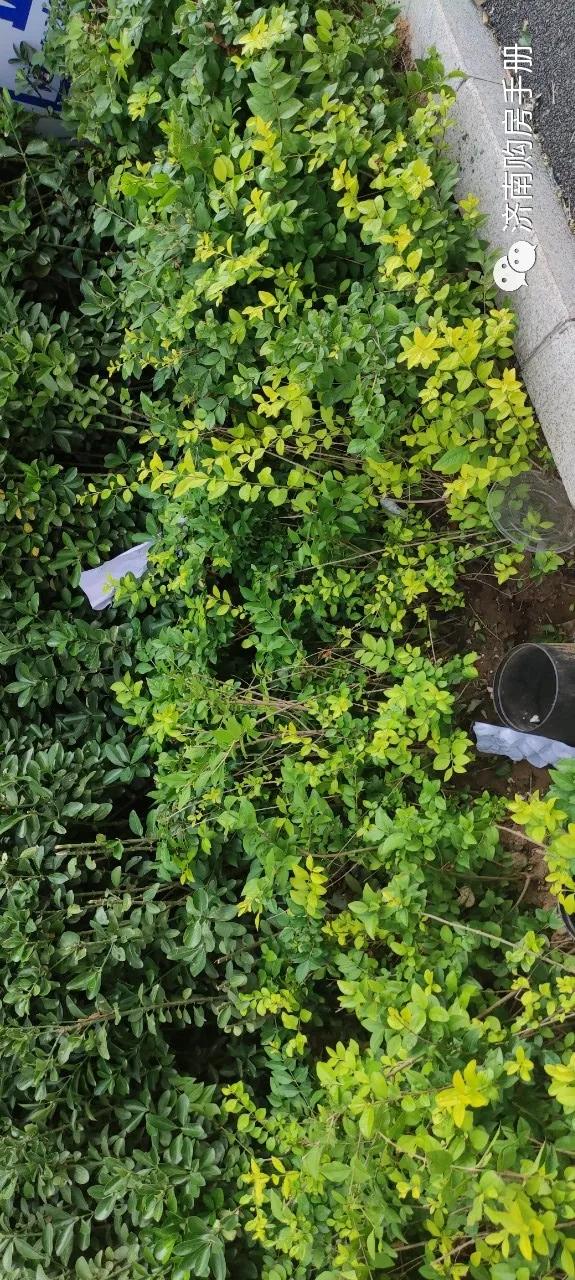 济南碧桂园凤凰城最新房价,济南碧桂园最新的情况