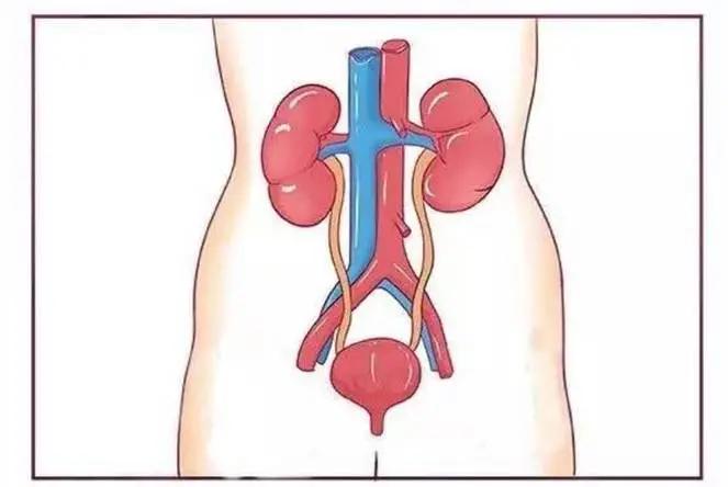 尿路感染为啥爱反复发作,老年妇女如何避免得泌尿系感染