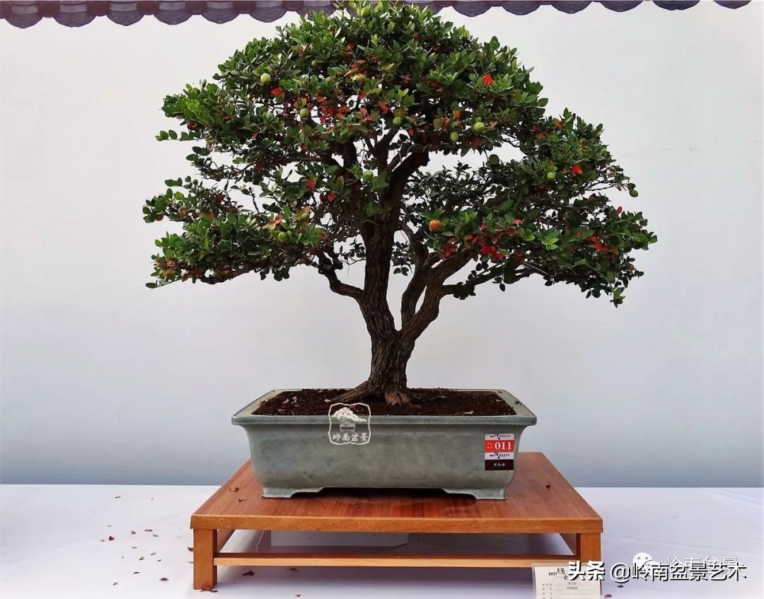 杂木盆景也毫不逊色,杂木盆景值钱吗