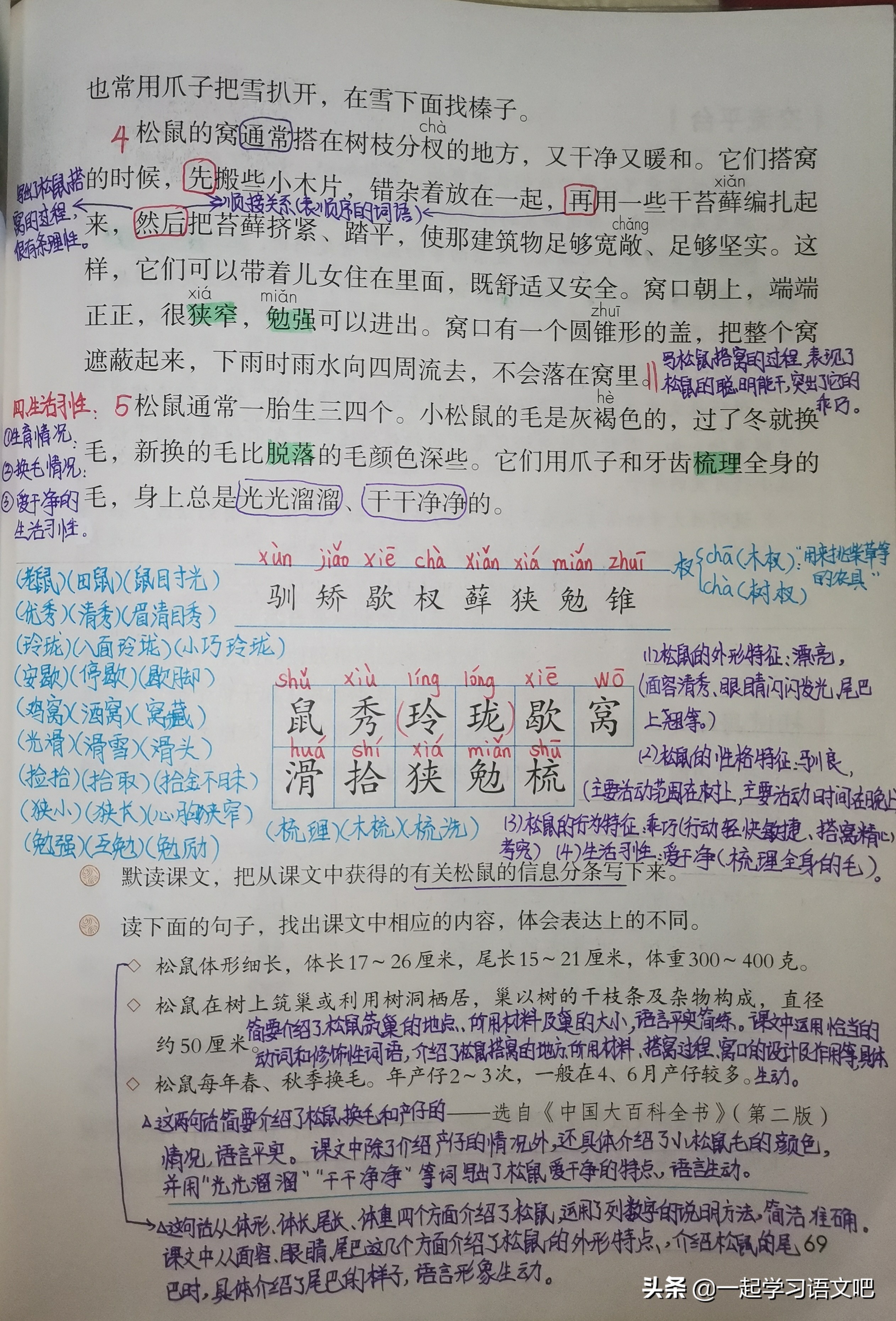 松鼠课堂笔记五年级思维导图,五年级上册17课松鼠思维导图