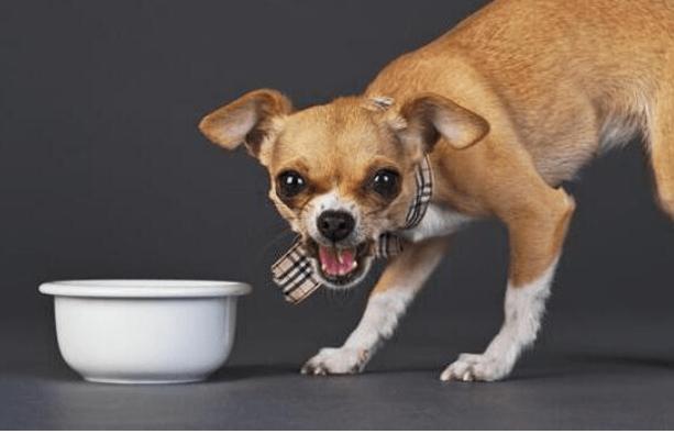 雪纳瑞犬可以吃什么食物,狗狗不能吃的食物完整版