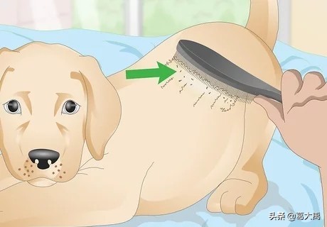 夏季如何辩认跳蚤的咬痕