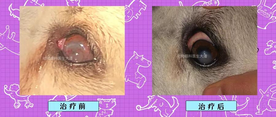 狗狗眼睛穿孔是什么样子,狗狗眼睛穿孔和溃疡是什么情况