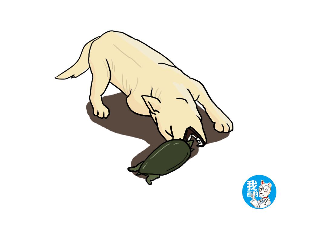 后院传来一声惨叫，主人查看后乐了：我和你吻“鳖”，在无人的街