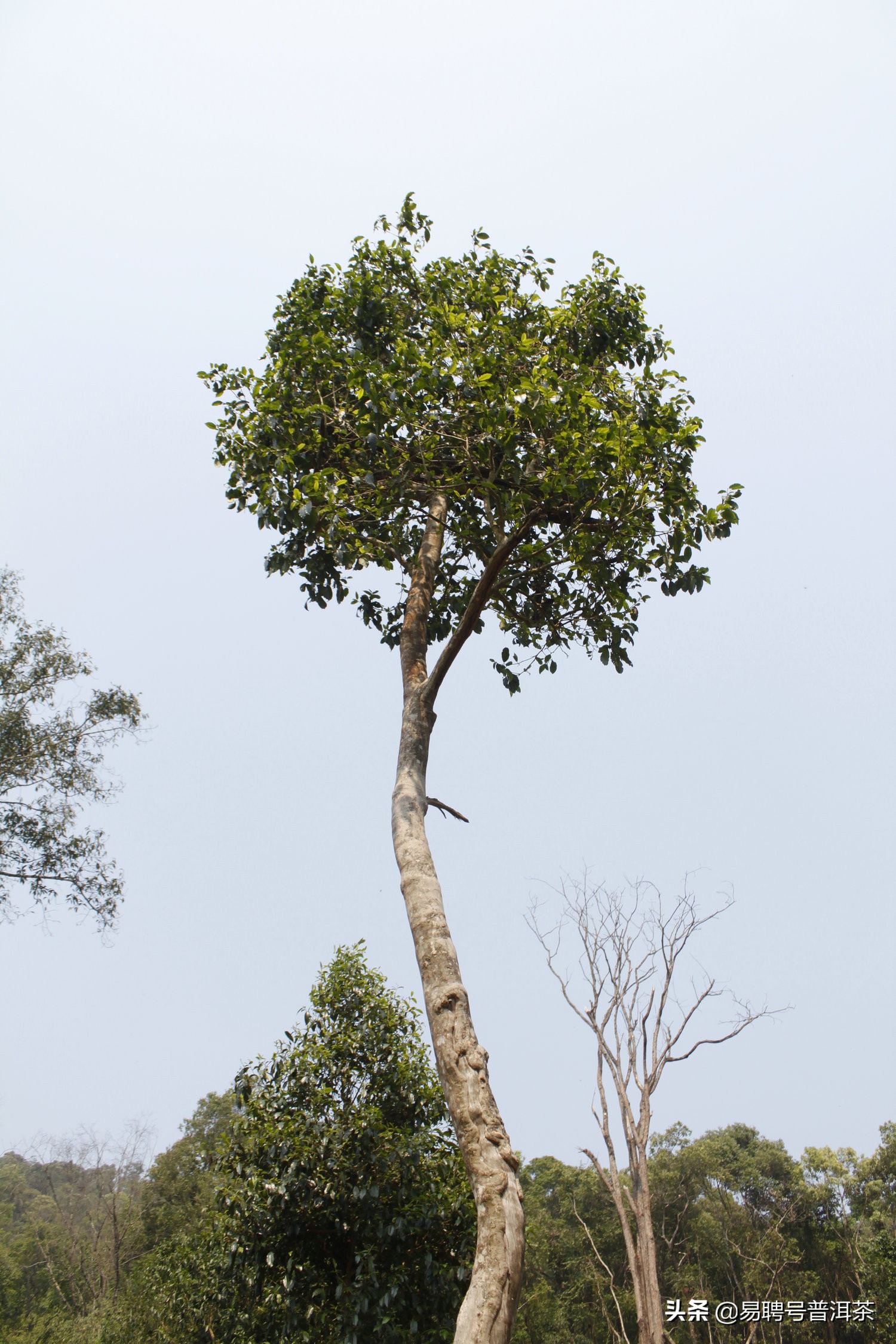 易武茶特点,易武茶的最佳品饮期