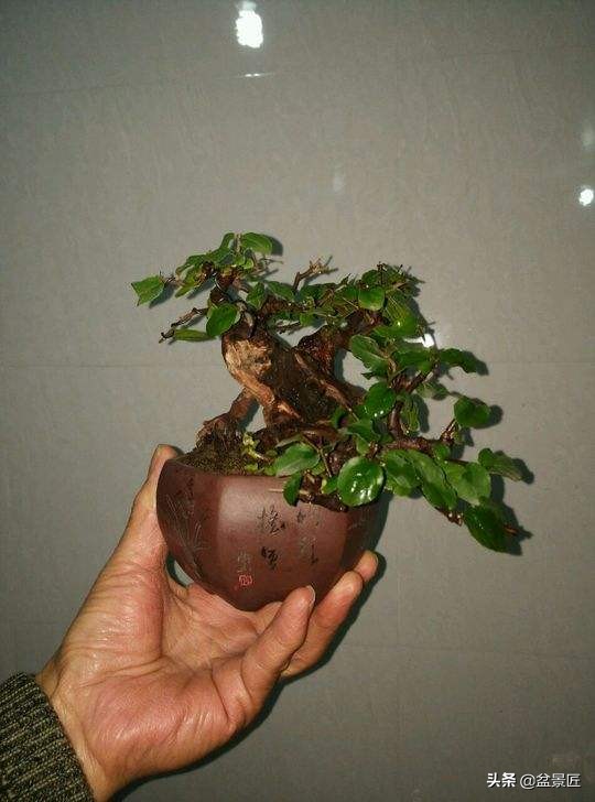 雀梅老桩小盆景枝叶干枯如何挽救,雀梅盆景为何容易失枝如何补救