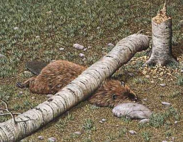 河狸皮毛的优点,河狸皮毛十分名贵