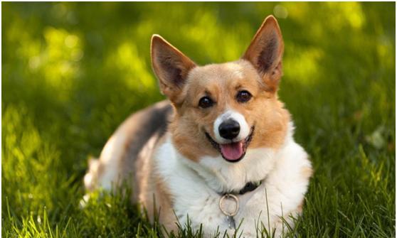 狗狗身上爬满了跳蚤怎么办,狗狗驱虫半个月身上有跳蚤怎么办